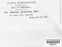 Chondrostereum purpureum image
